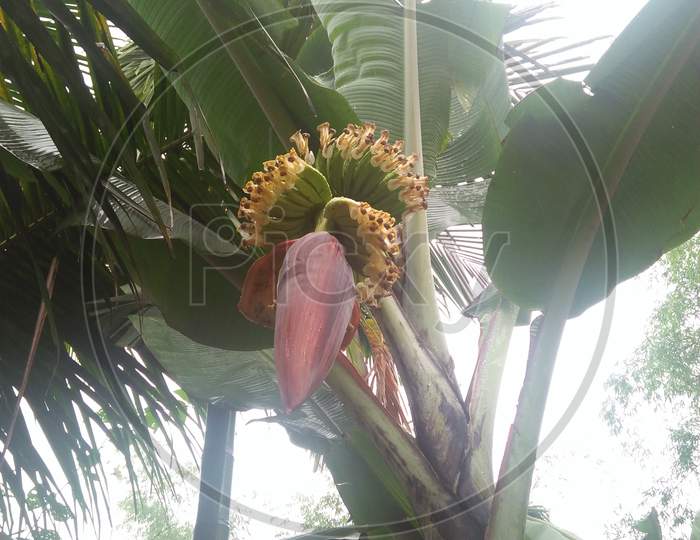 Banana flowers
