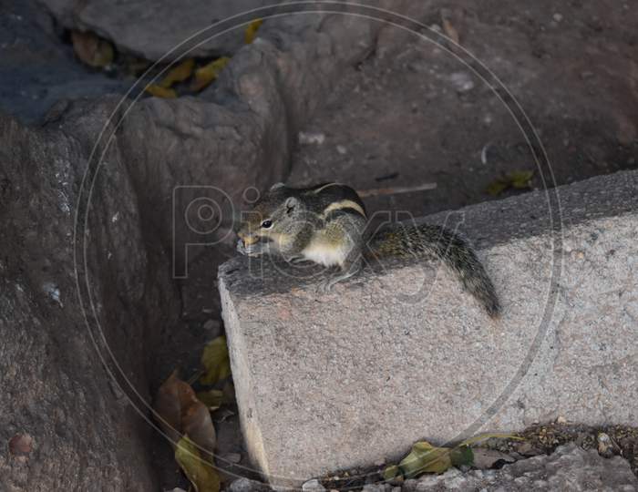 a squirrel is sitting on a rock and eating a nut