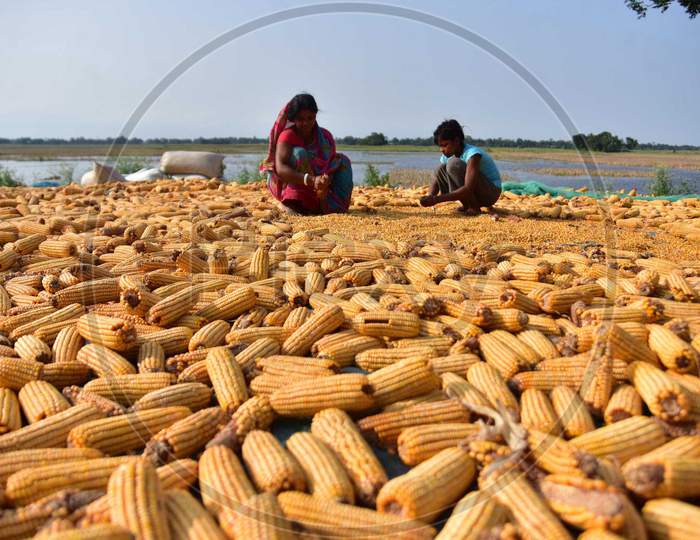 Women  Spread Maize Husks To Dry In A Field In Morigaon District Of Assam ,India On June 5,2020.