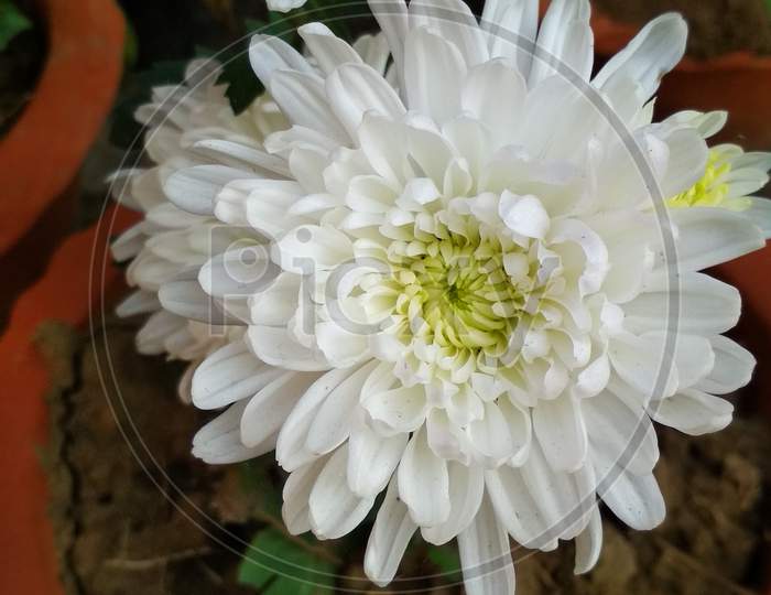 This flower is called dahlia. It has many colored flowers. I have white. Very nice looking. 25/12/2018, Hooghly, West Bengal, India