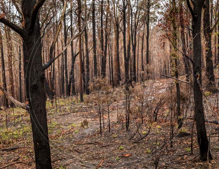 First plants start to grow again in a forest in the Snowy Mountains, burnt down during the bush fires in Australia. Nature comes back to life.