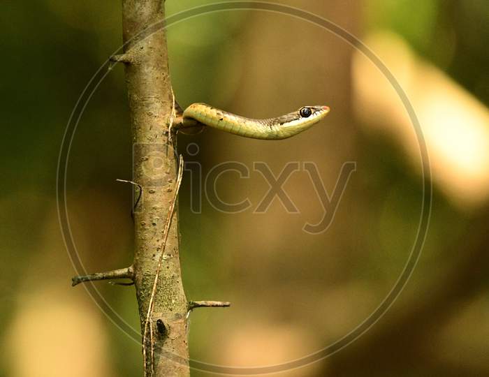Tree snake looking for prey