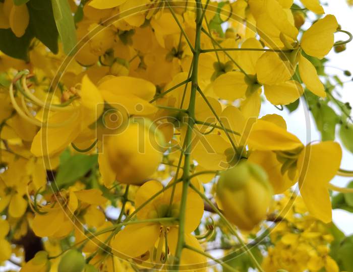 Cassia fistula commonly known as golden showers