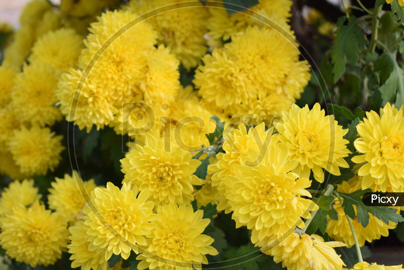 Image of beautiful yellow flowers with small petals-BQ496362-Picxy
