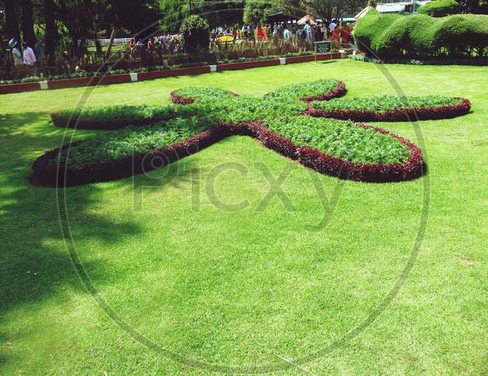 Green Field and flower Botanical garden Ooty Tamil Nadu
