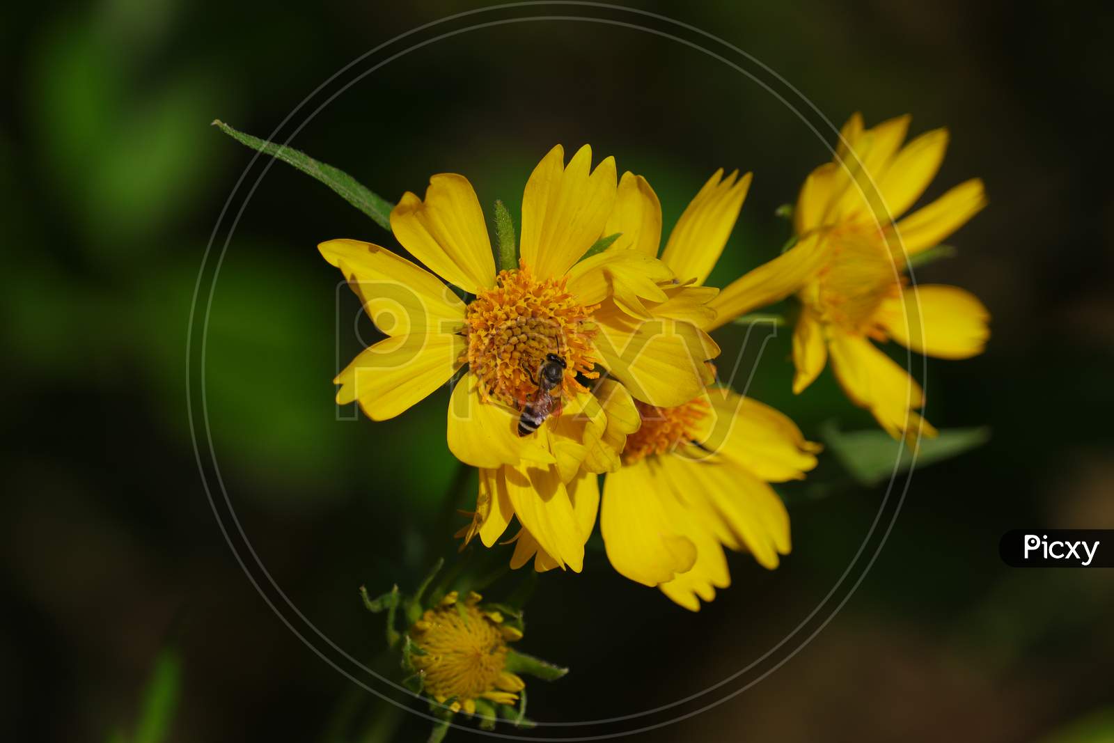 Yellow Flower And Honey Bee Image , Background
