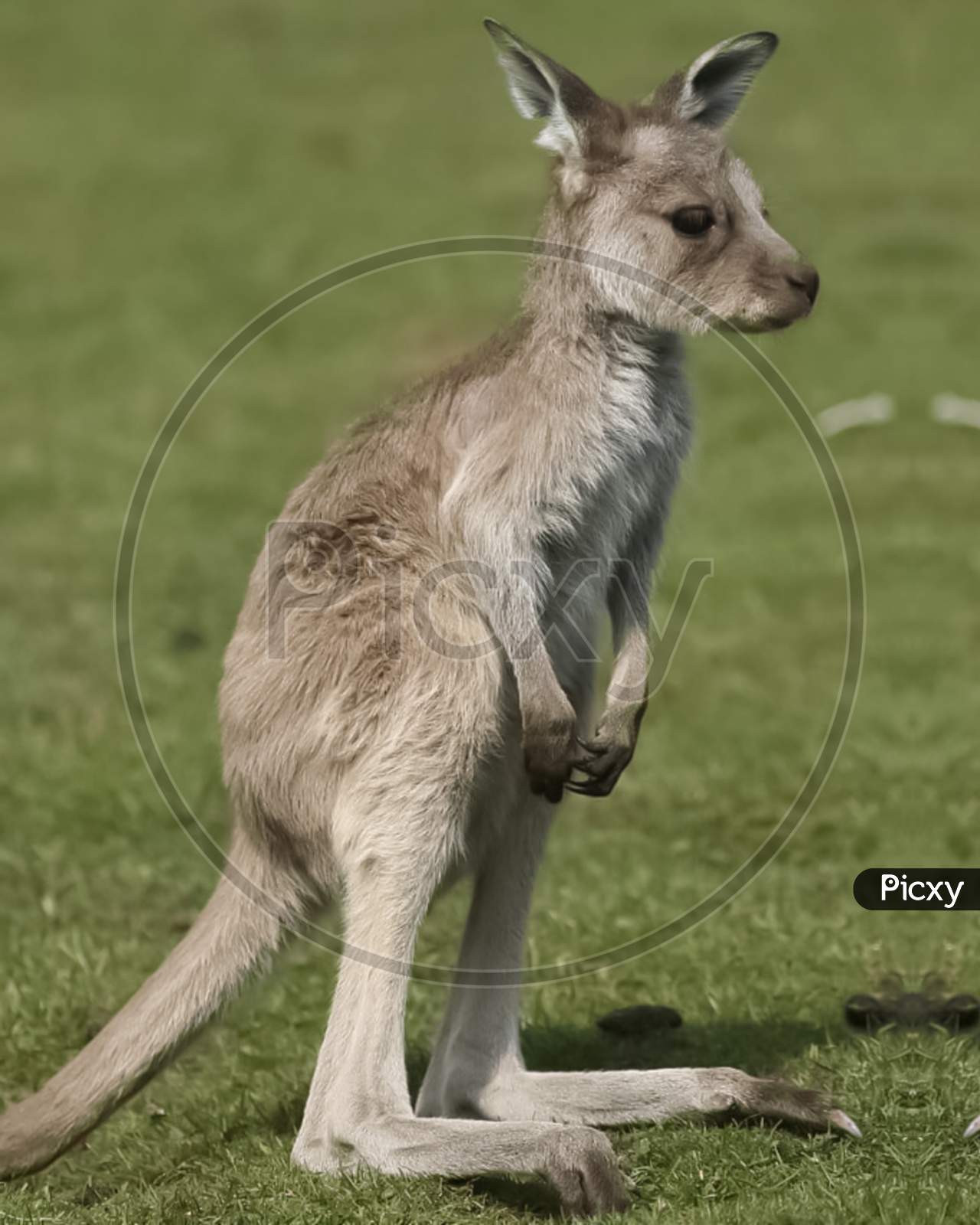 Parma Kangaroo photo