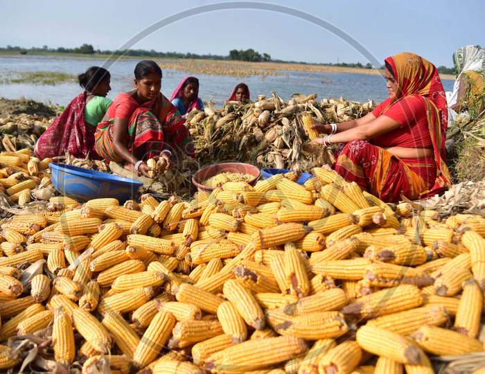 Image Of Women Spread Maize Husks To Dry In A Field In Morigaon 