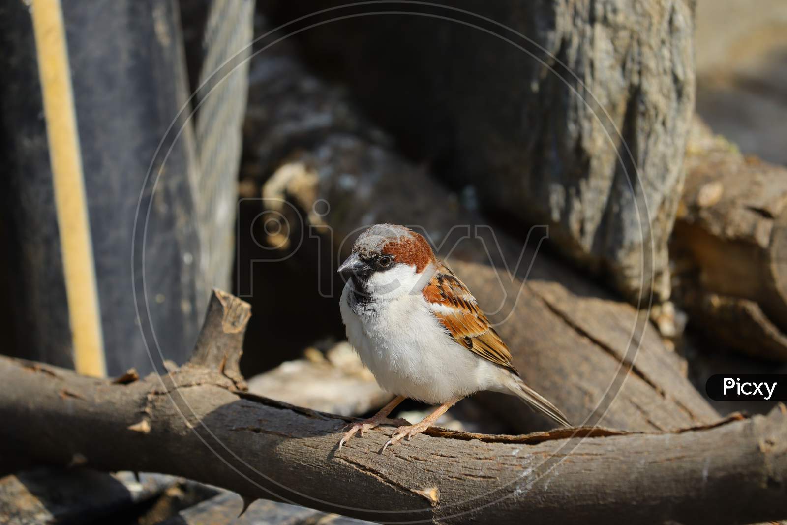 Close Up Sparrow , Bird