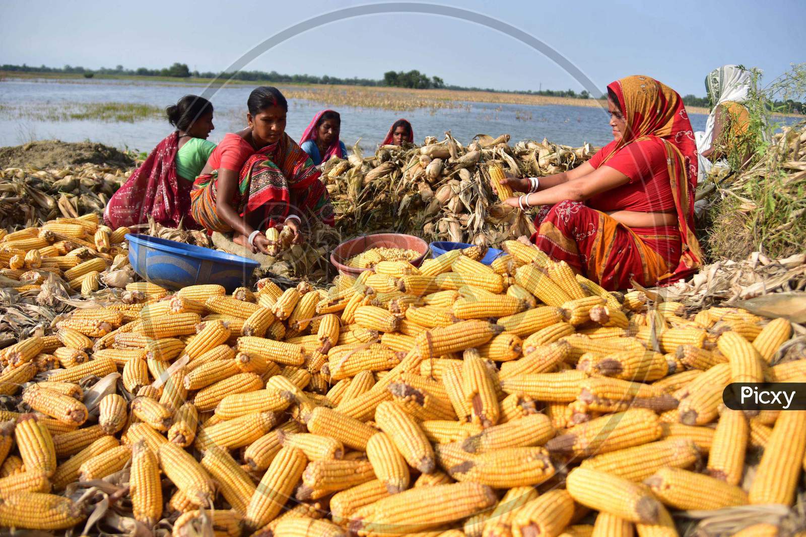 Indian Women Peeling Off The Maize After Harvesting In Morigaon District Of Assam, India  On June 5, 2020