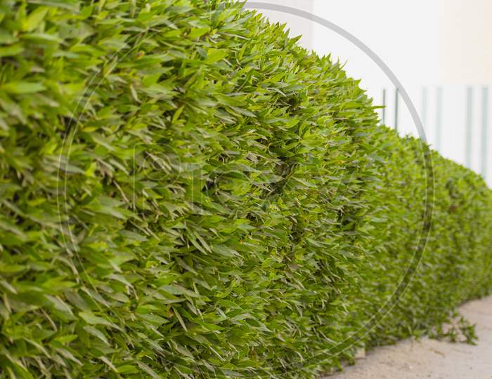 Abstract of a green plants fence