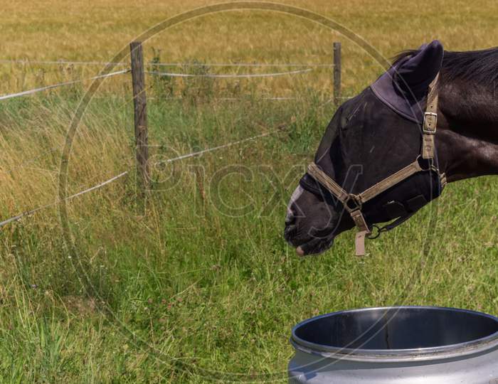 A Masked Horse Is Drinking Water,Shot From A Public Place