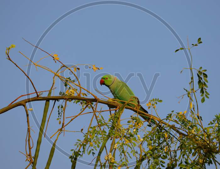 Green Parrot Image , Hd Background