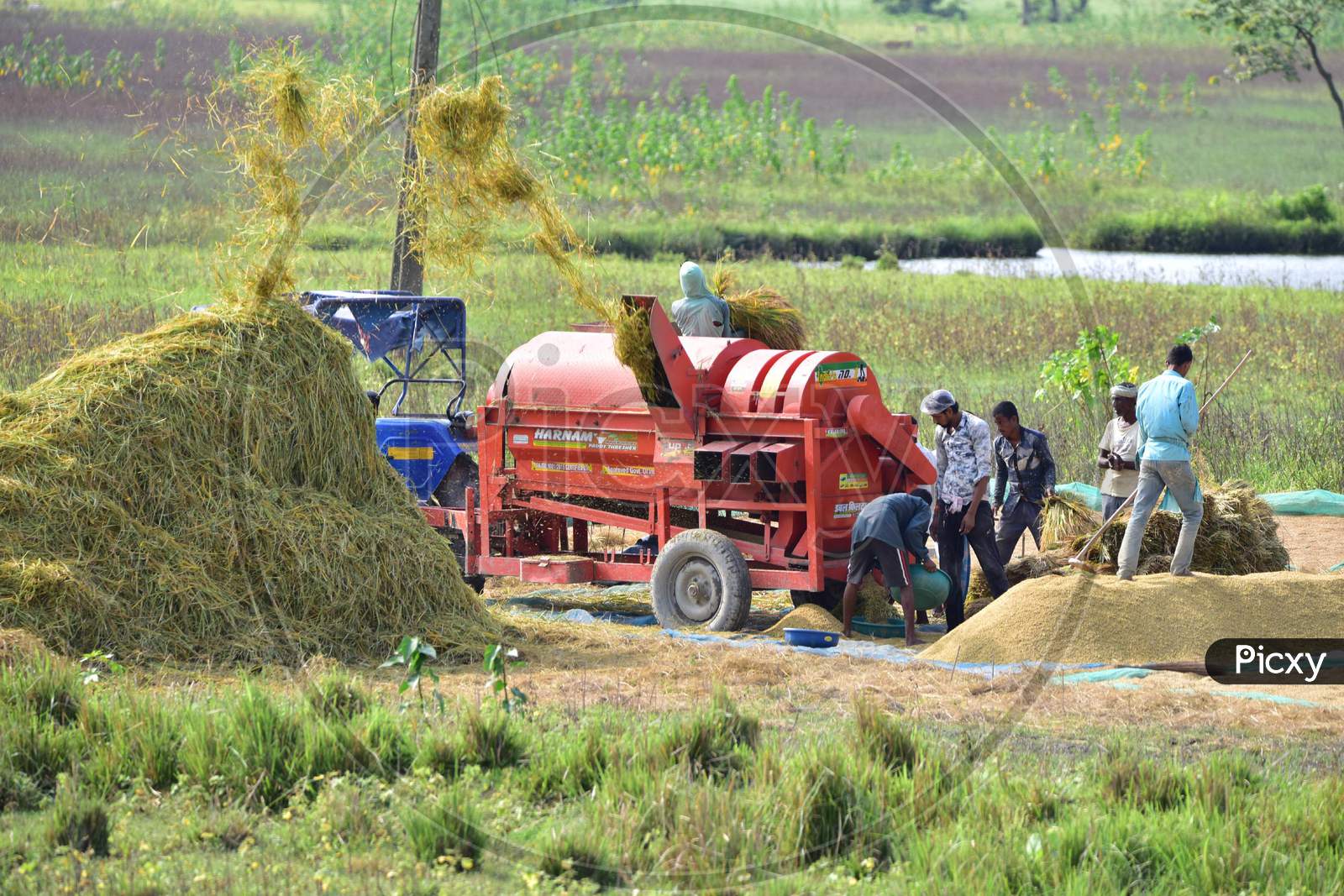 Farmers Thresh The Harvested Paddy  In Morigaon District Of Assam On June 5,2020