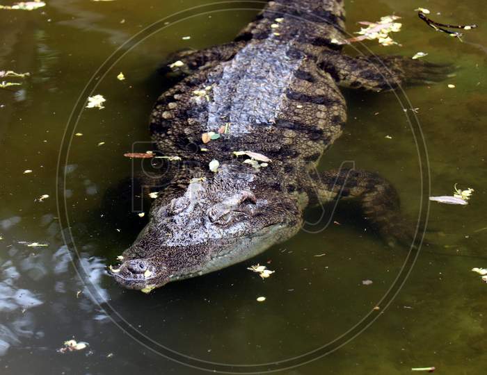 Crocodile (Alligator) under water. Detail of crocodile body looking beautiful. V-shaped crocodile jaw in a zoo.