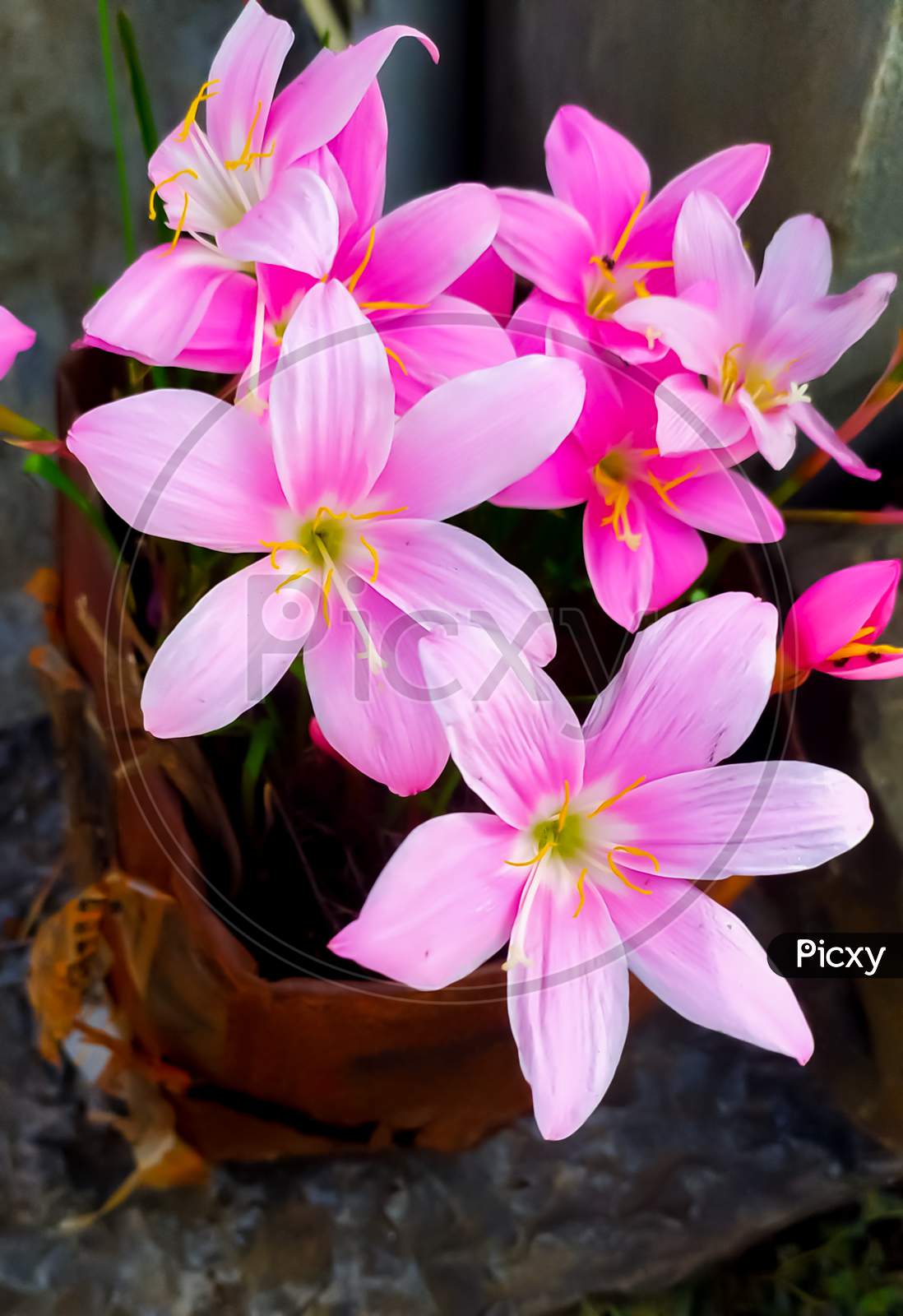 Pink rain lily flowers in cool garden