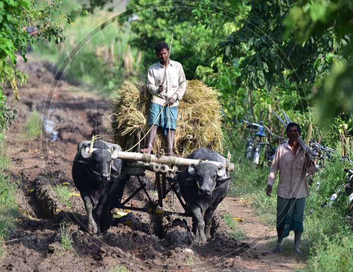 Farmers Carry Harvested Paddy On A Buffalo Cart In Morigaon District Of Assam On June 5,2020.
