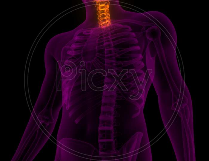 Vertebral Column Cervical Vertebrae of Human Skeleton Anatomy X-ray 3D renderin