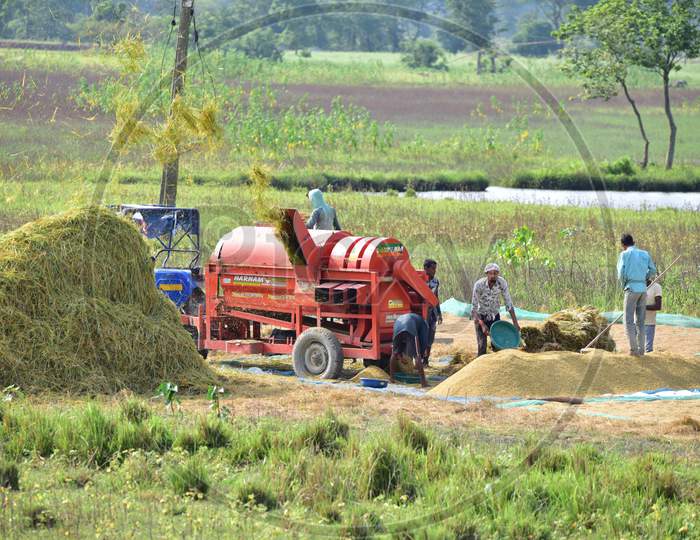 Farmers Thresh The Harvested Paddy  In Morigaon District Of Assam On June 5,2020