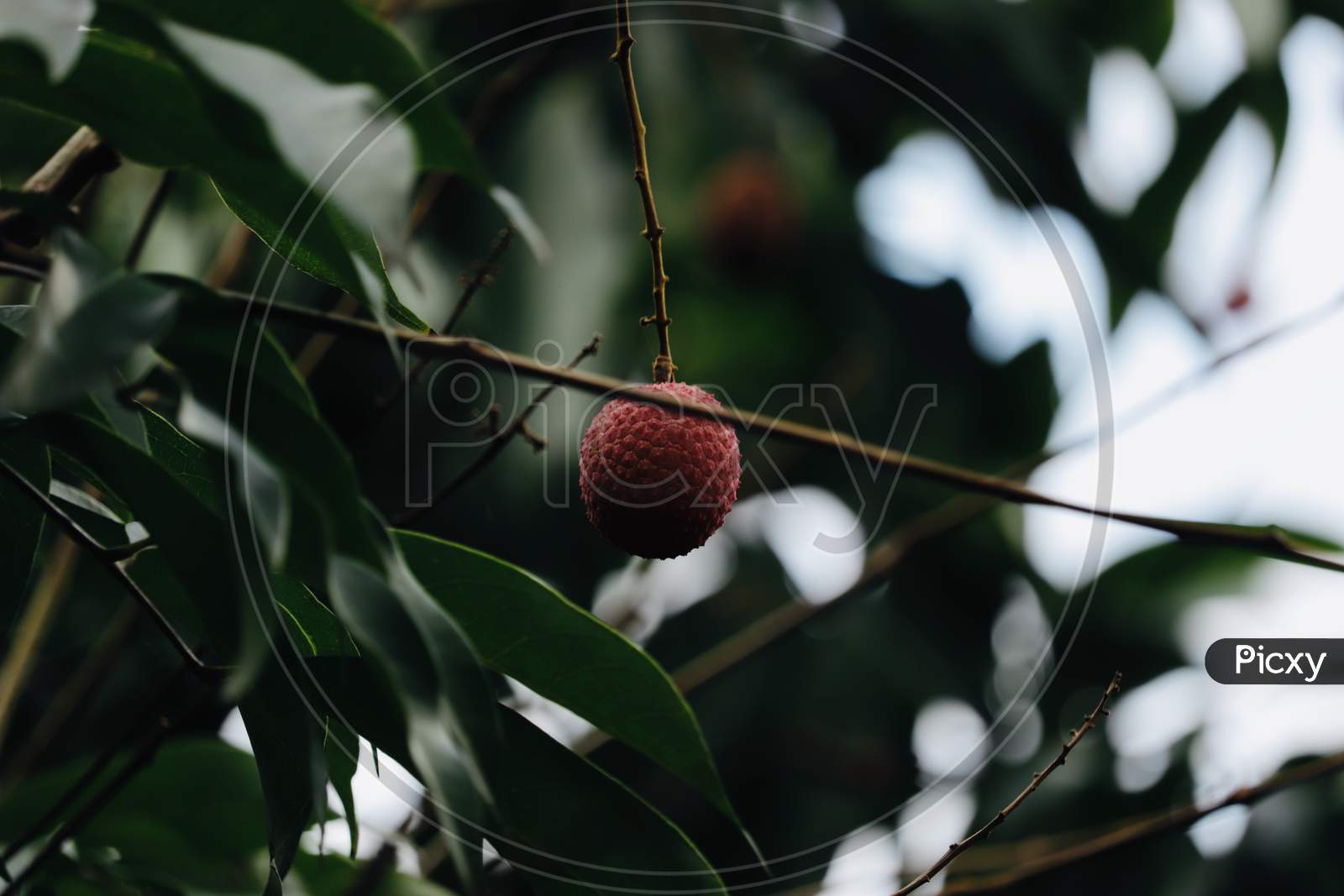 Hanging lychee on tree