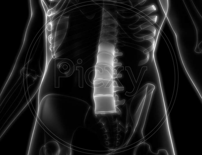 Vertebral Column Lumbar Vertebrae of Human Skeleton Anatomy X-ray 3D rendering