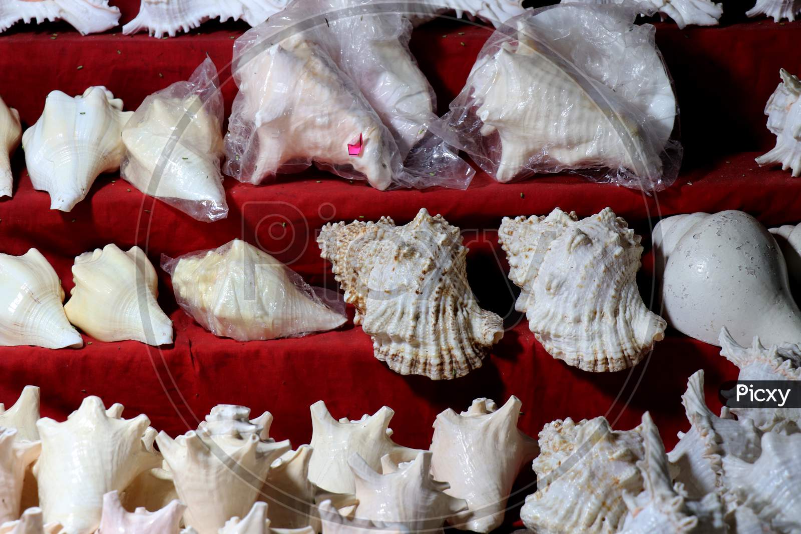 Selective Focus on Sea Shells in a Store