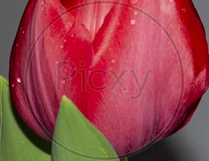 A close up red tulip flower with droplets of water covered with green leaves
