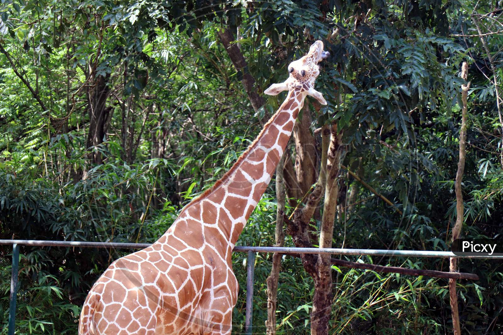 A Giraffe eating tree leaves in a Zoo