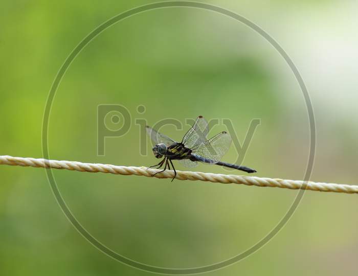 Dragonfly Resting On A Yellow Rope