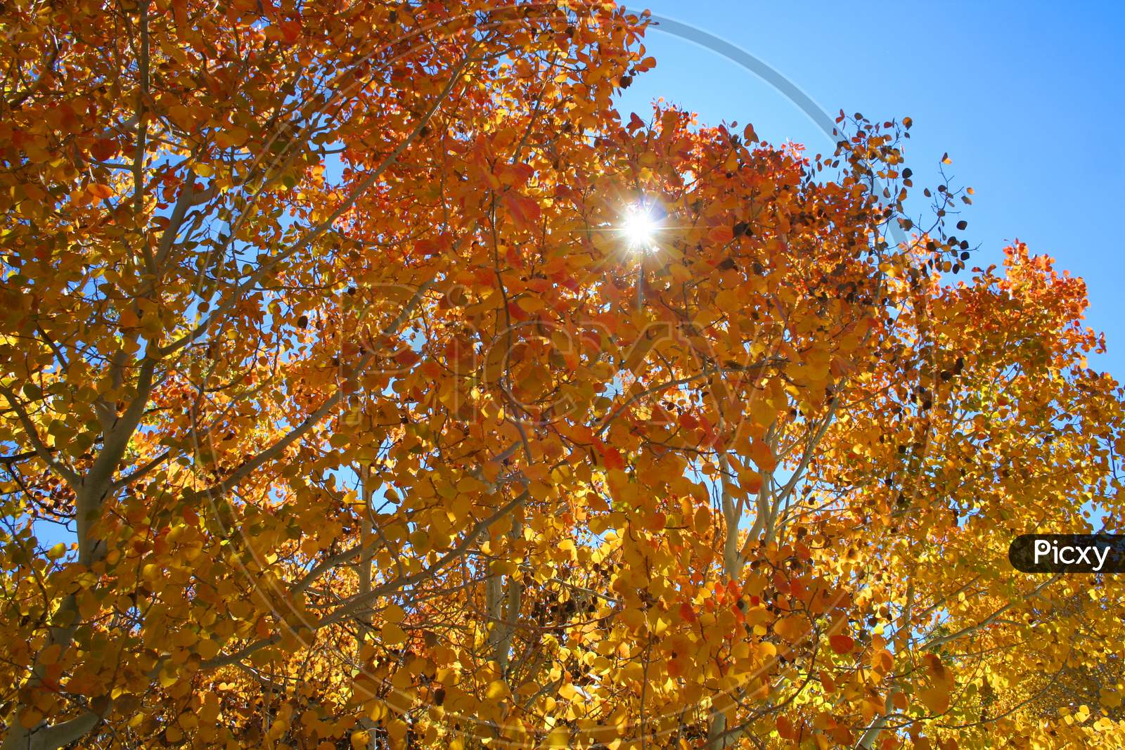 Sunburst In The Autumn Leaves