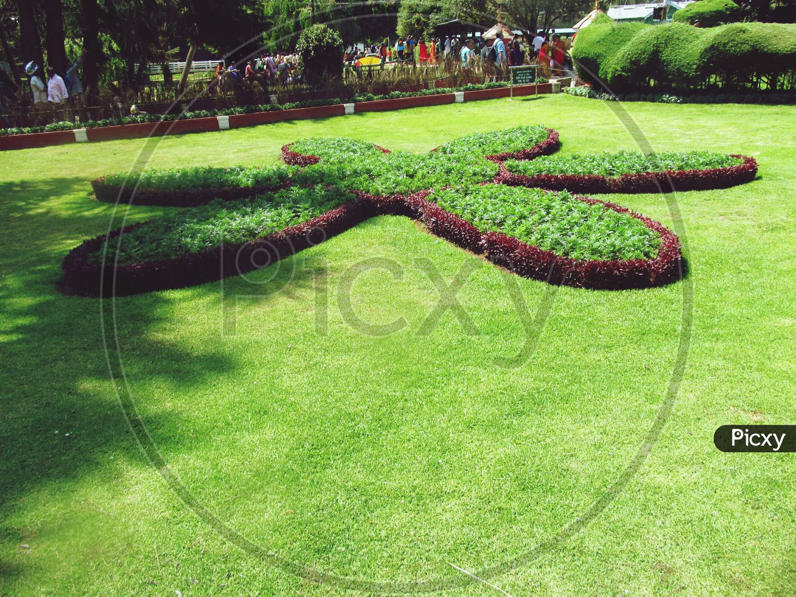 Green Field and flower Botanical garden Ooty Tamil Nadu