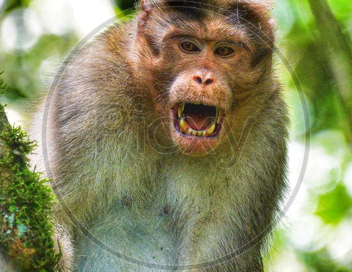 Anger Monkey