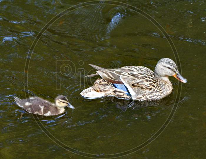 Mama Duck, Baby Duck
