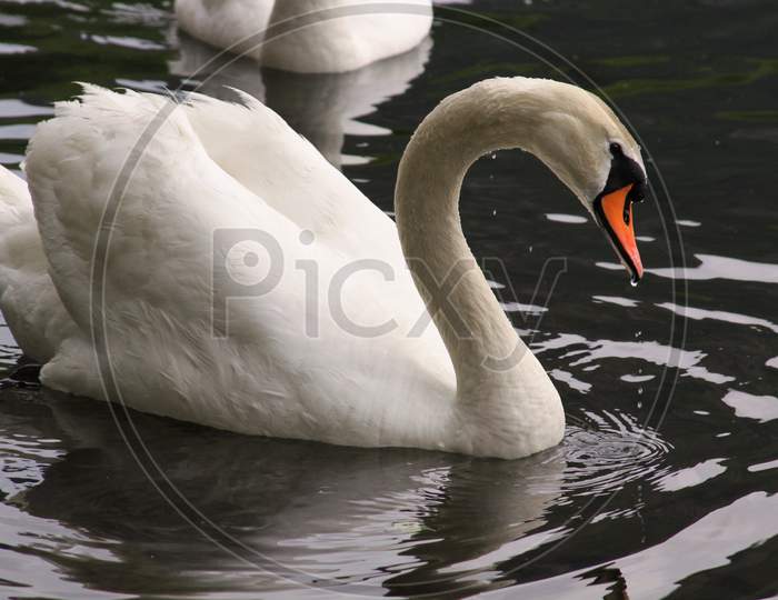Beautiful White Swan On Lake Como, Italy