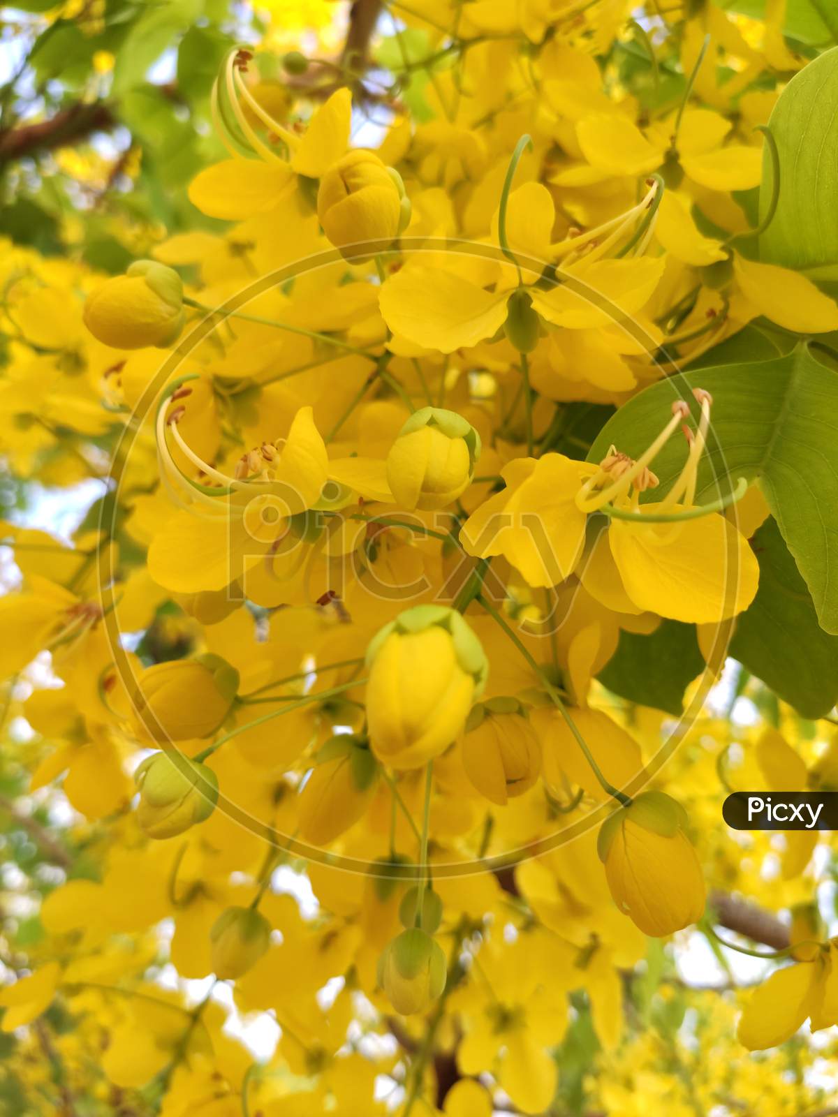 Cassia fistula commonly known as golden showers