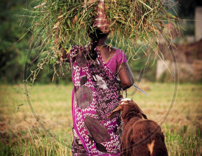 A women going back to home from the field.