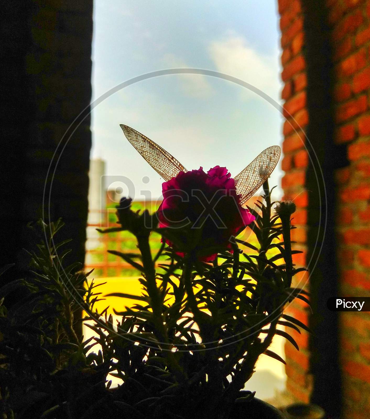 ×Remove Silhouette×Remove Petal×Remove Plant×Remove Flower×Remove Wildflower×Remove Window×Remove Magenta×Remove Butterfly×Remove Glass×Remove