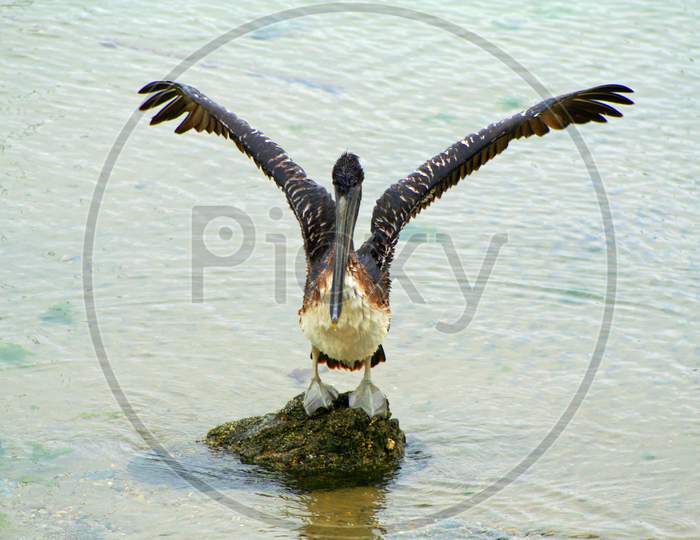 Brown Pelican Speading His Wings