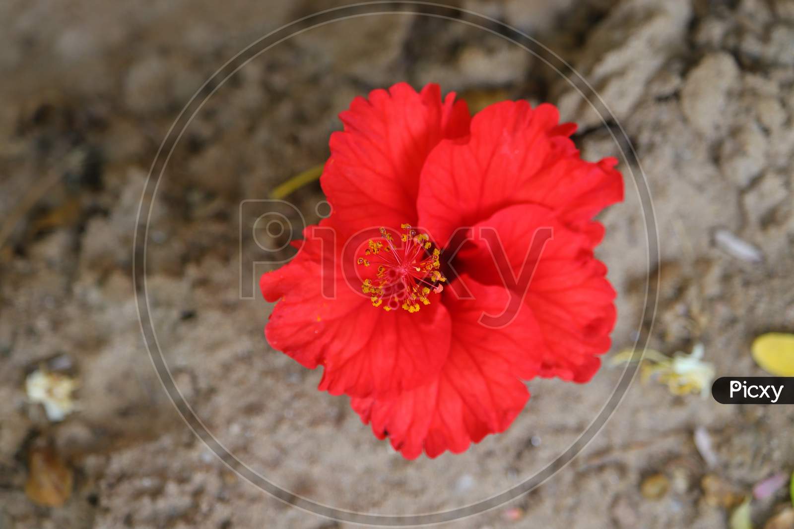 Red Hibiscus Flower Laying On Ground, Hd Image