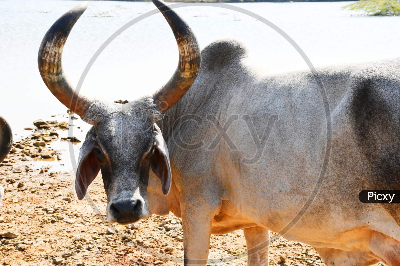 Indian Cow, Cow farming, Indian Cow group, Animal Group, Buffalo
