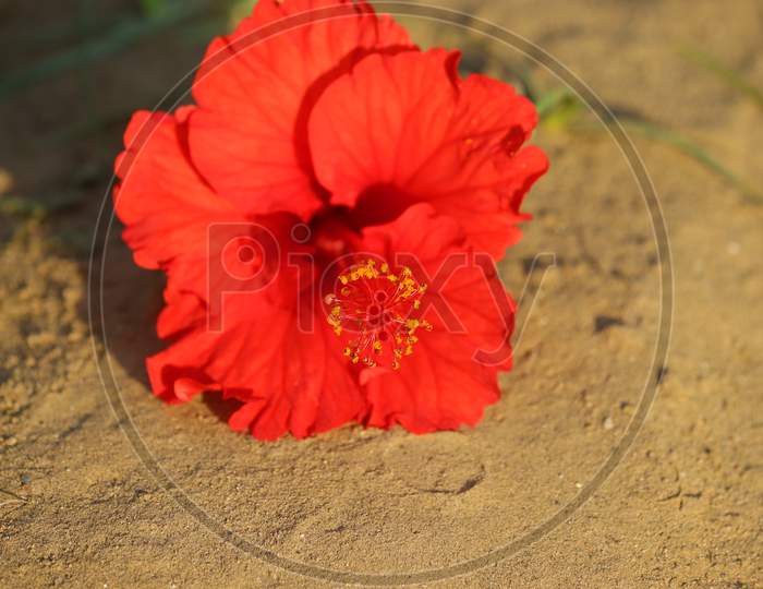 Red Hibiscus Flower Laying On Ground, Macro Hd Image