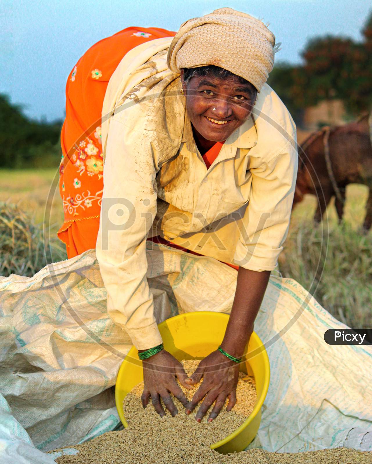 A women in her paddy field.