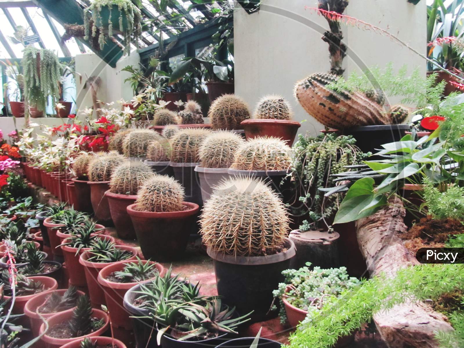 Golden barrel Cactus in a greenhouse