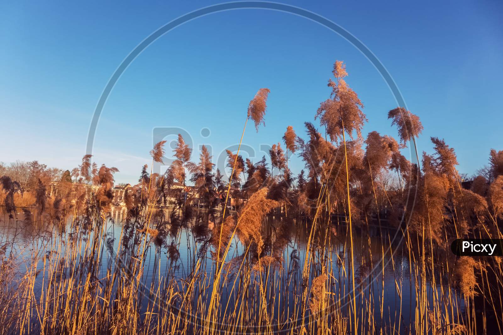 Some Plants On The Shore Of A Small Lake In A Public Park
