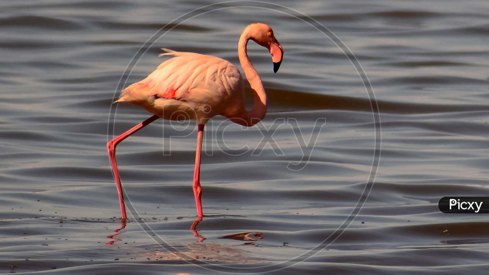 A wild pink flamingo walking in the sea shore