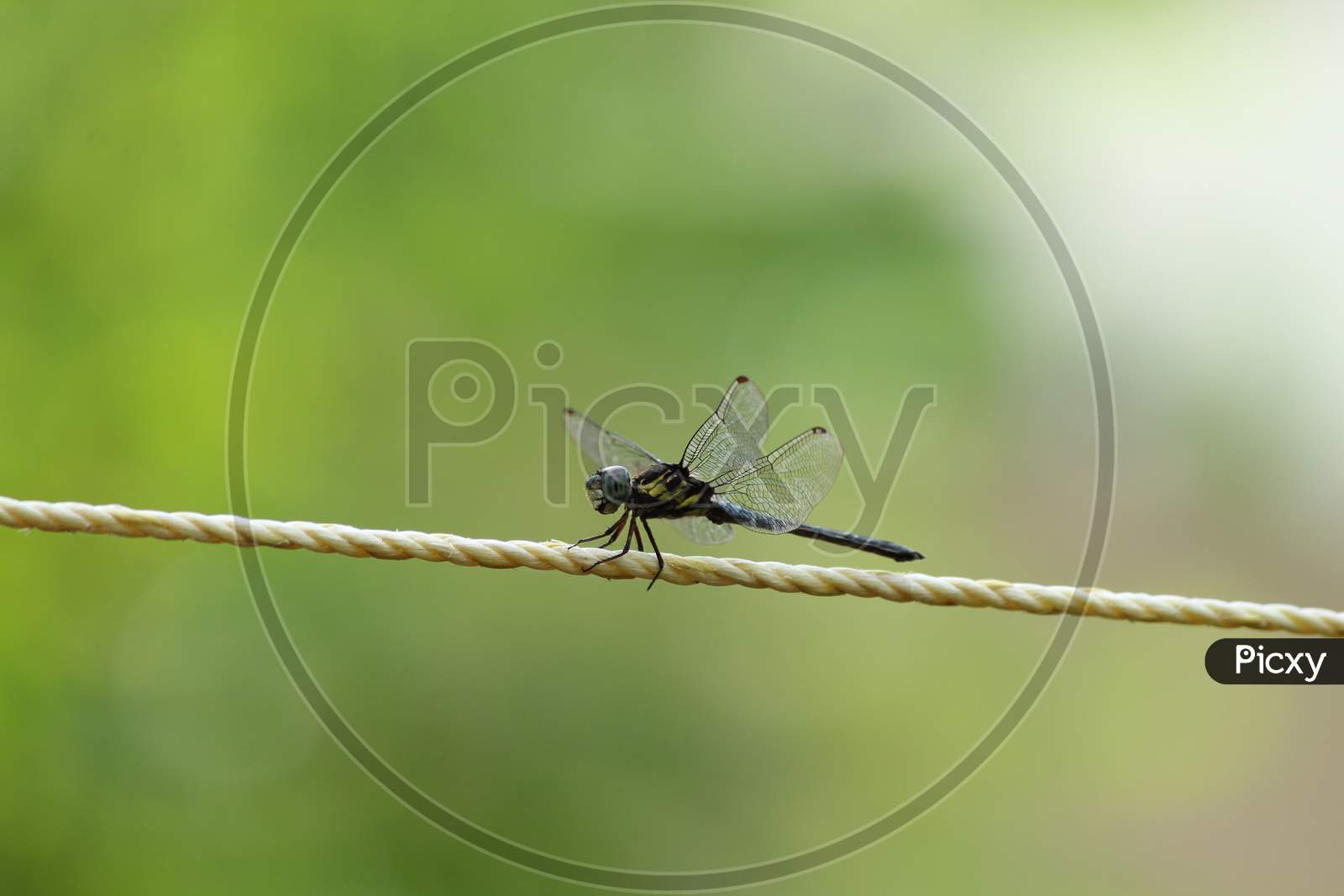 Dragonfly Resting On A Yellow Rope