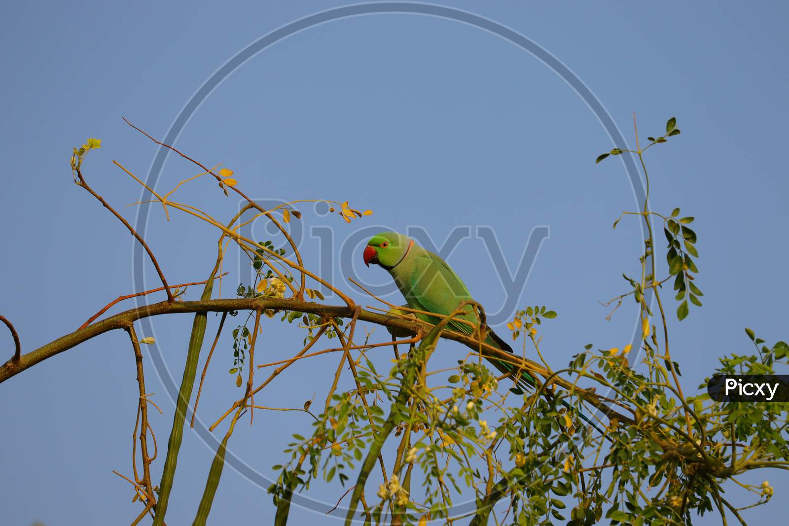 Green Parrot Image , Hd Background