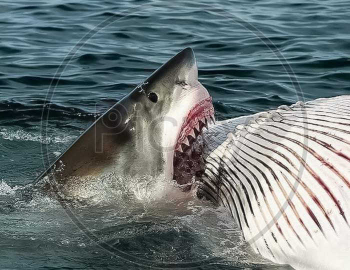 Great white Shark photo