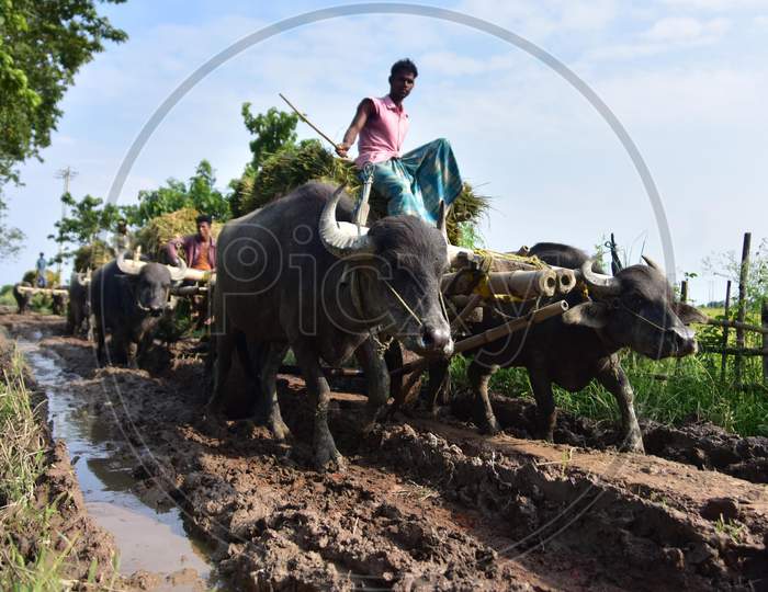 Farmers Carry Harvested Paddy On Buffalo Carts In Morigaon District Of Assam On June 5,2020.
