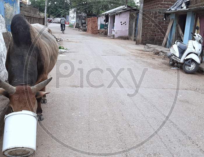 A Bull is drinking water on the road side